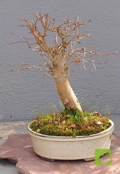 BONSAI ACER BURGERINAO BONSAI ACER BURGERINAO