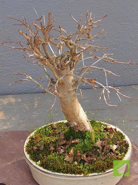 BONSAI ACER BURGERINAO BONSAI ACER BURGERINAO