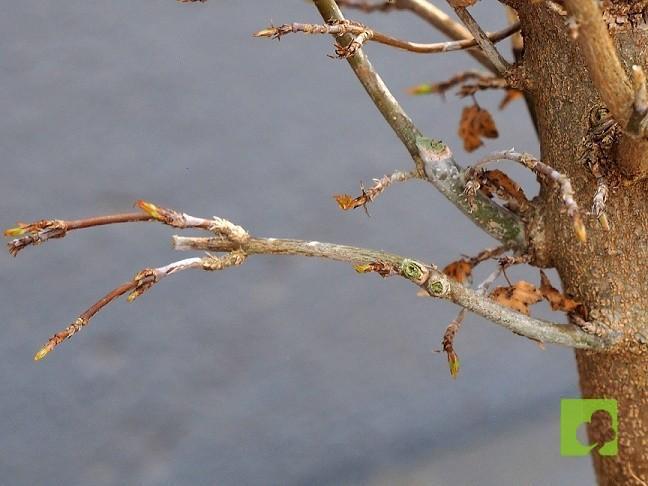 BONSAI ACER BURGERINAO BONSAI ACER BURGERINAO