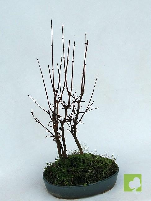 BOSQUE DE ACER BURGERIANO BOSQUE DE ACER BURGERIANO