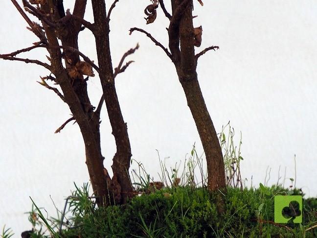 BOSQUE DE ACER BURGERIANO BOSQUE DE ACER BURGERIANO