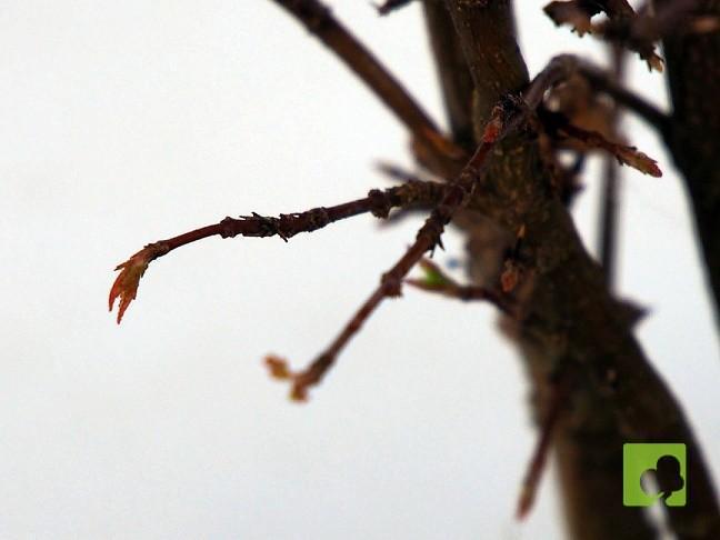 BOSQUE DE ACER BURGERIANO BOSQUE DE ACER BURGERIANO