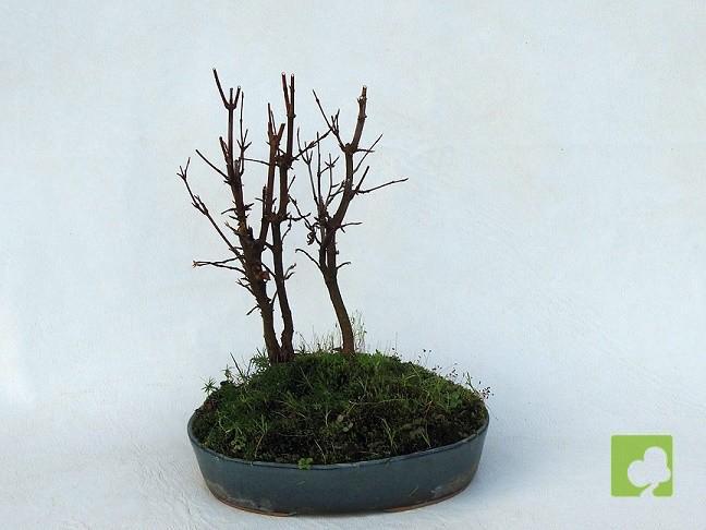 BOSQUE DE ACER BURGERIANO BOSQUE DE ACER BURGERIANO