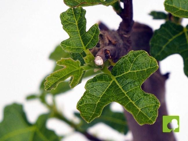 PLANTÓN DE HIGUERA (4 AÑOS) PLANTÓN DE HIGUERA (4 AÑOS)
