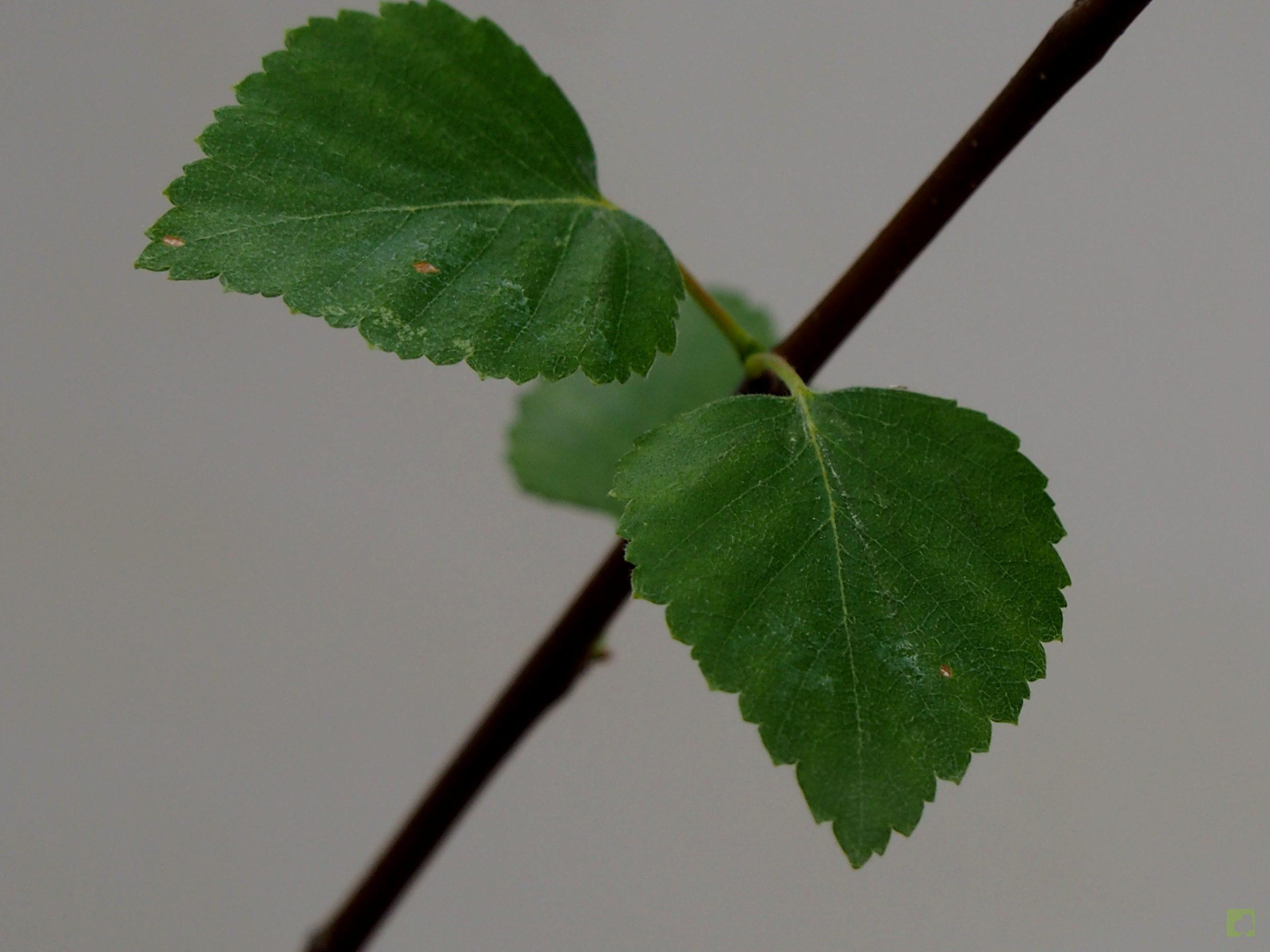 Processed with MOLDIV