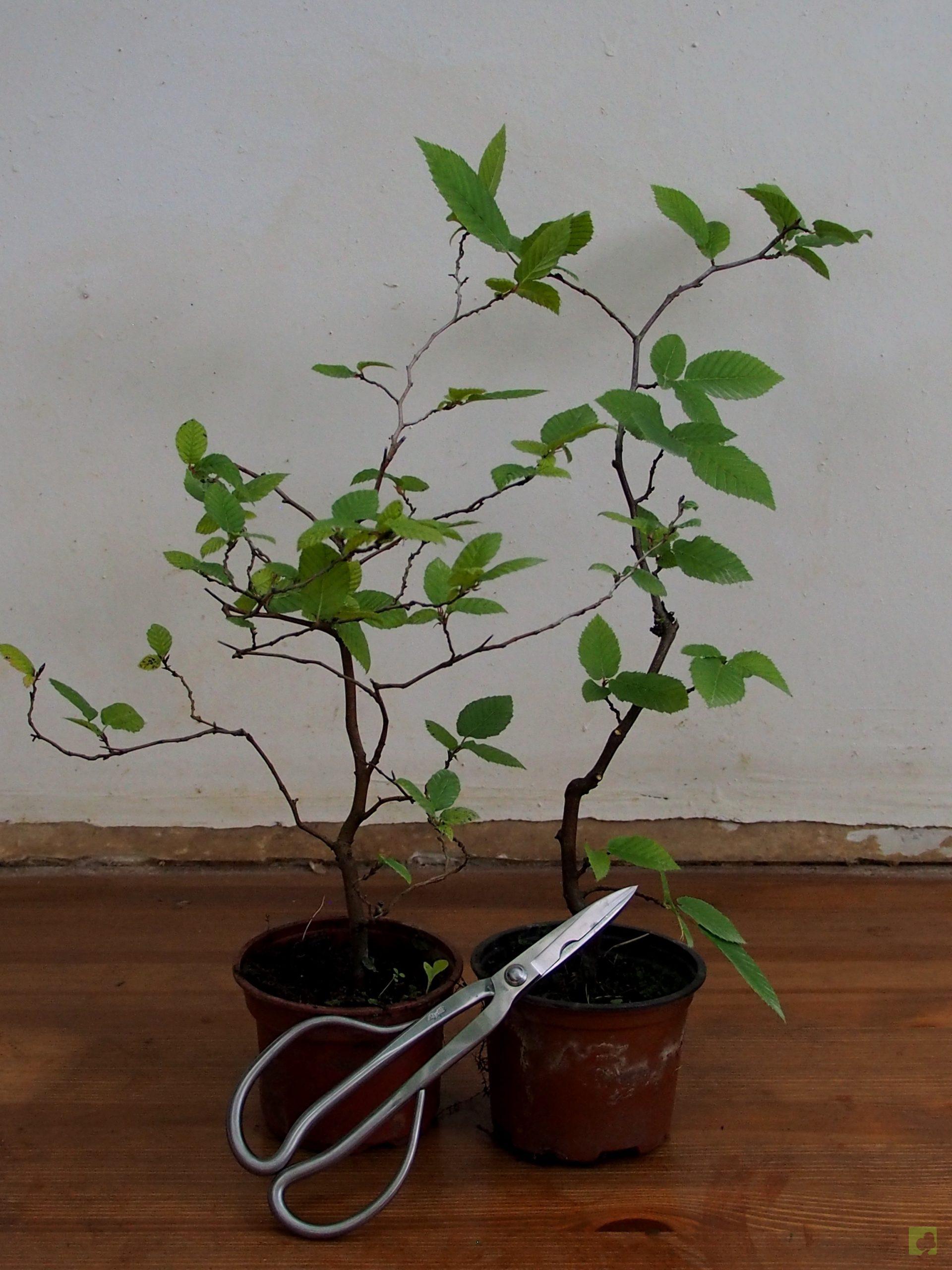 Processed with MOLDIV