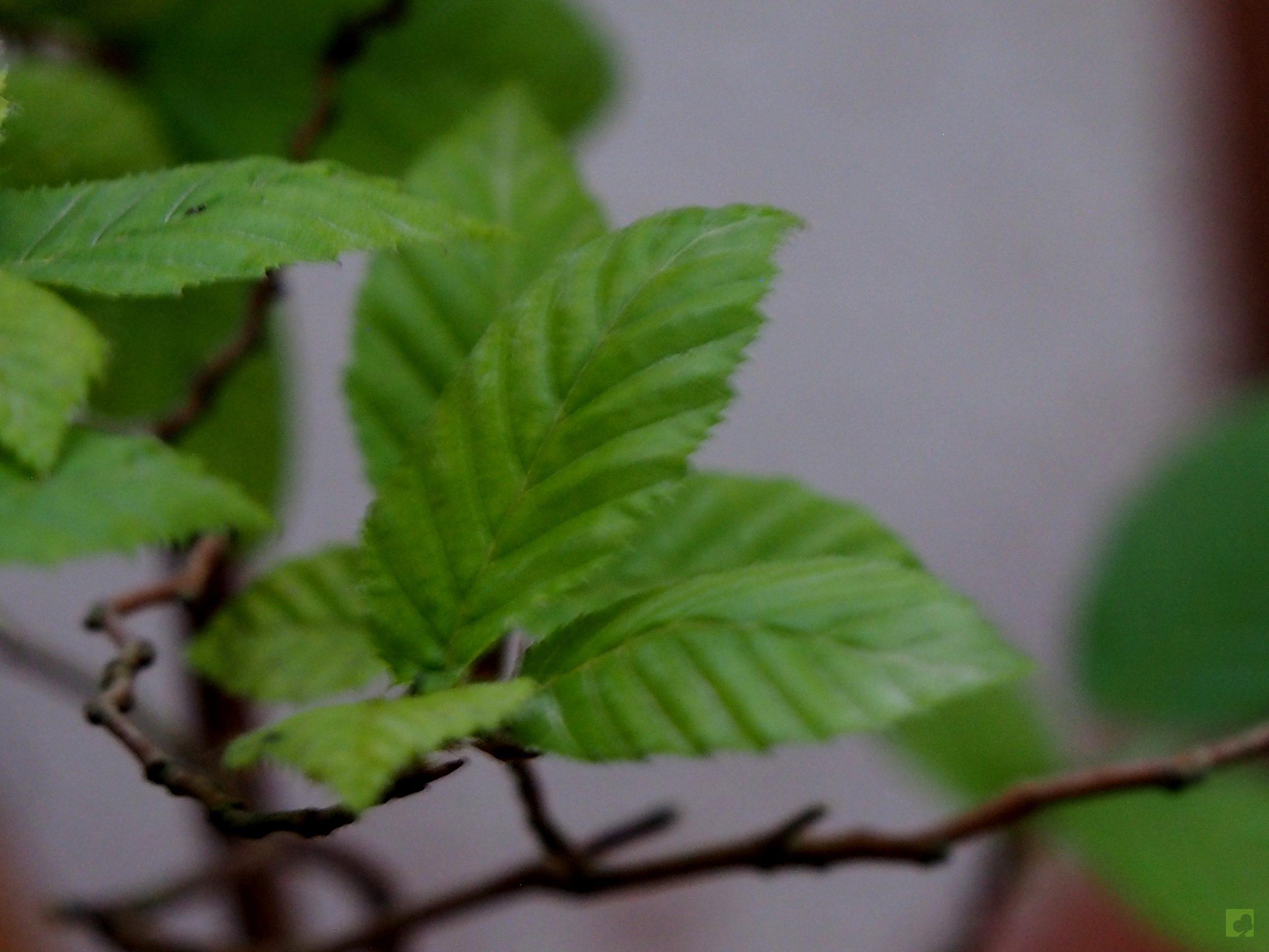 Processed with MOLDIV