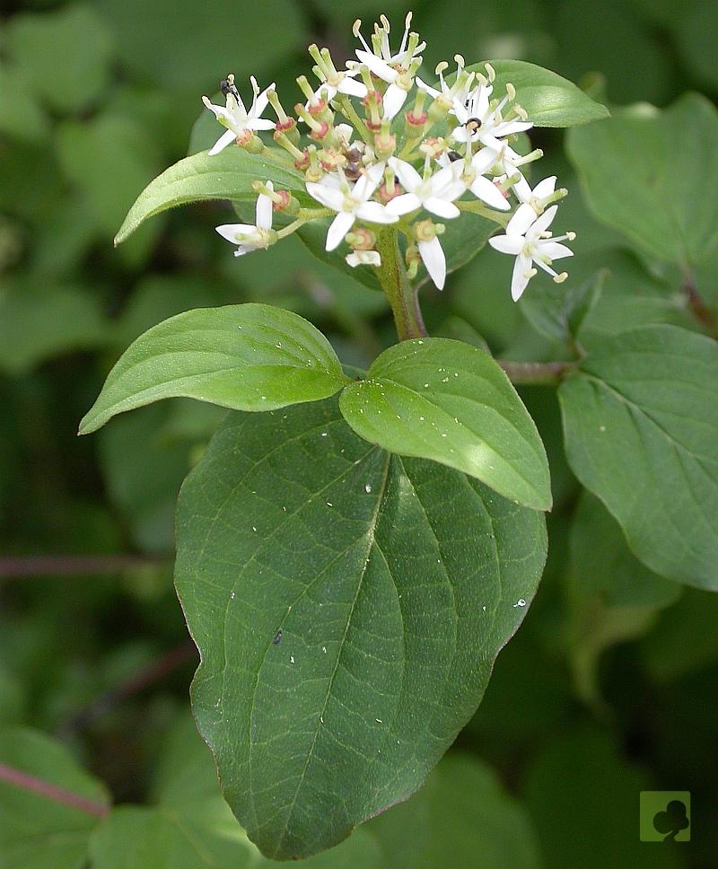 Cornus sanguinea