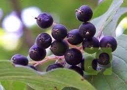 Processed with MOLDIV