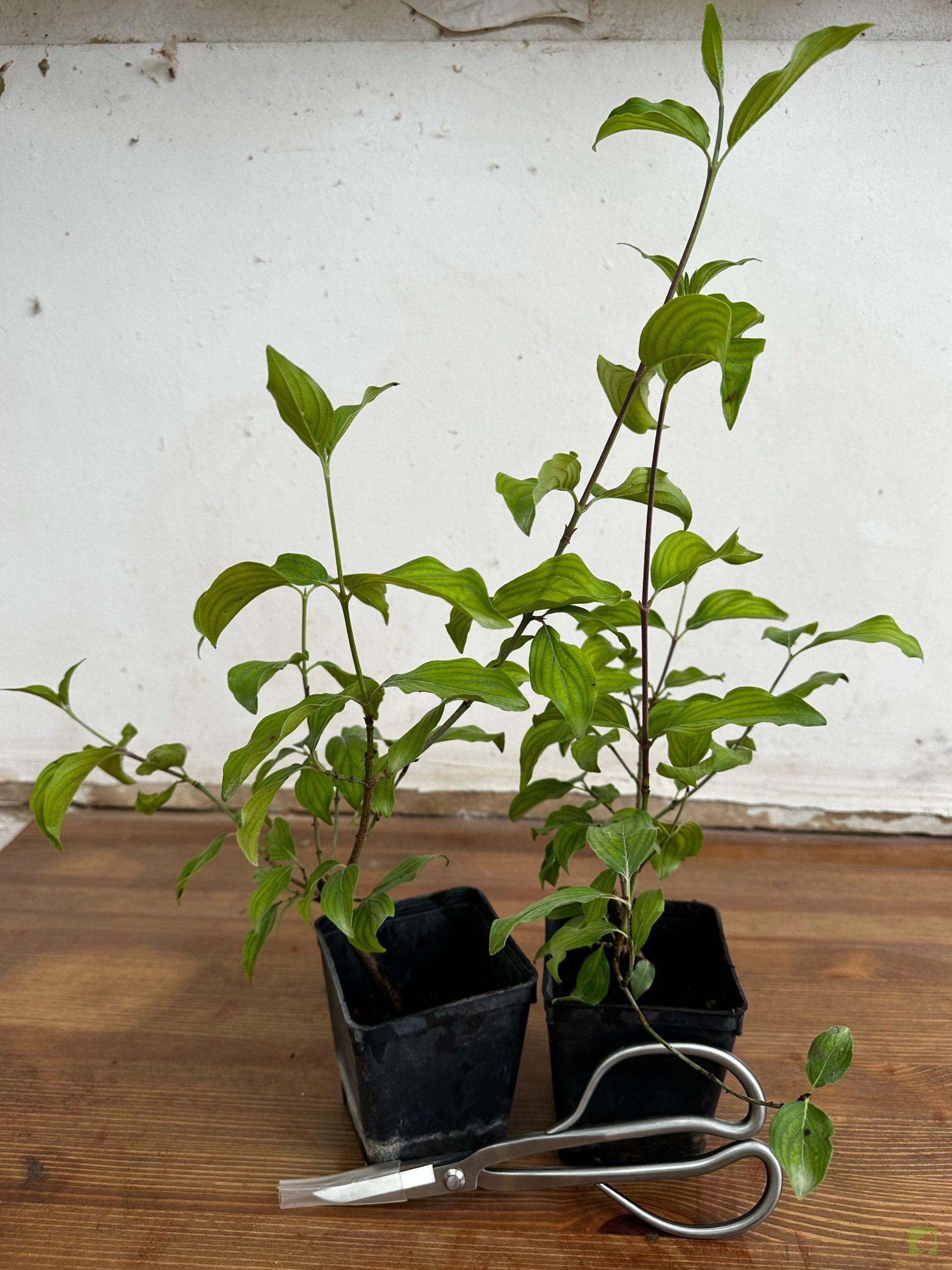 Processed with MOLDIV