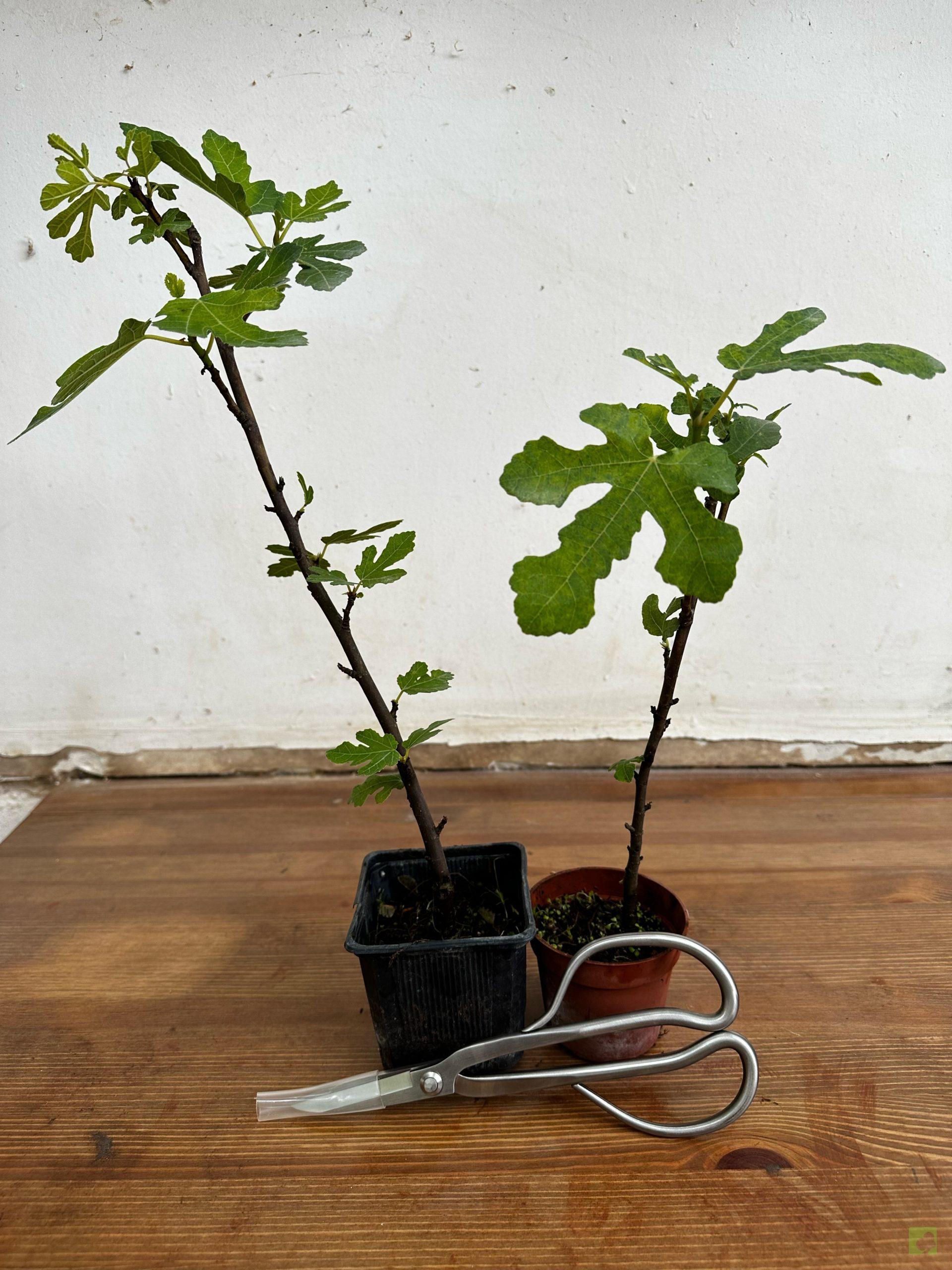 Processed with MOLDIV