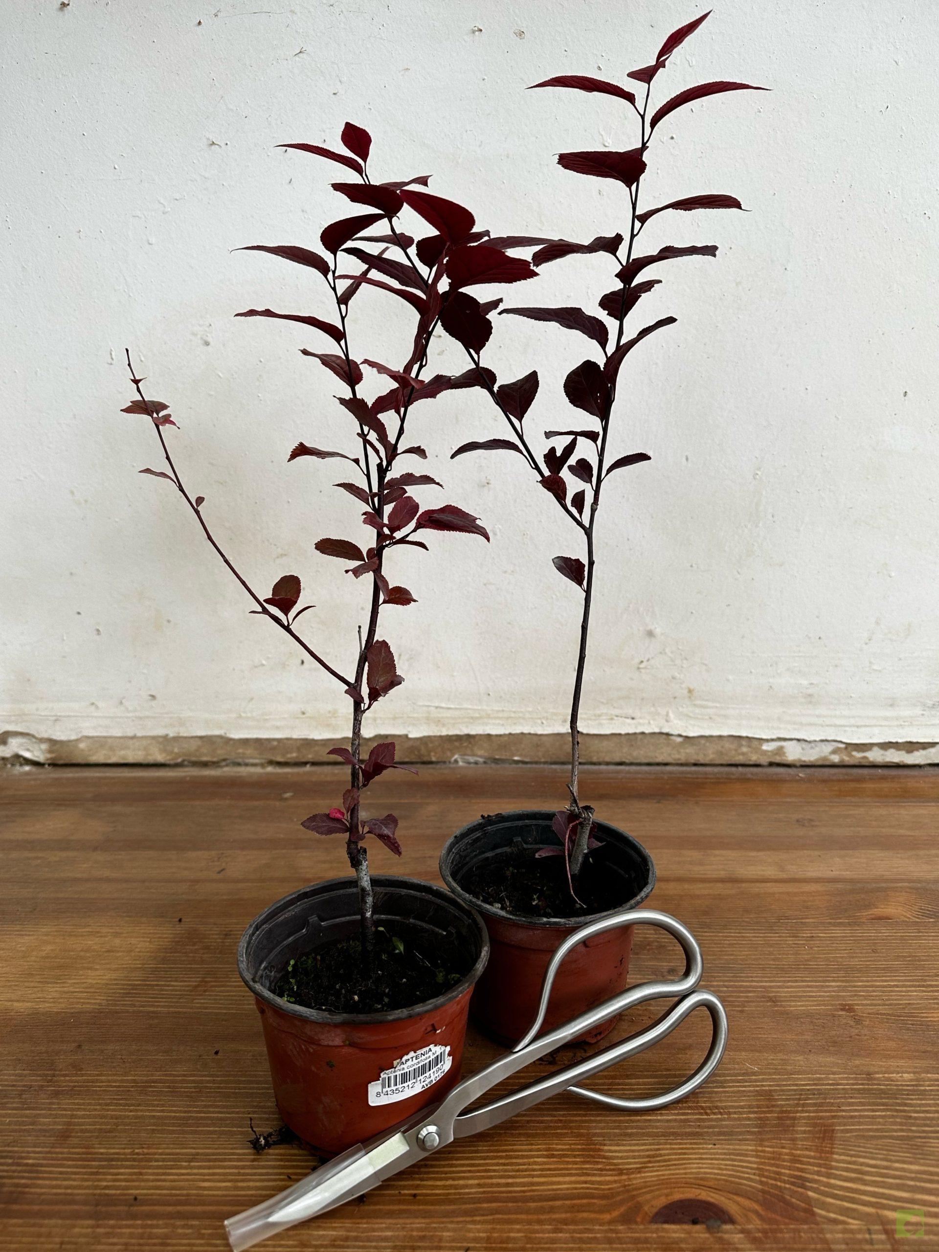 Processed with MOLDIV