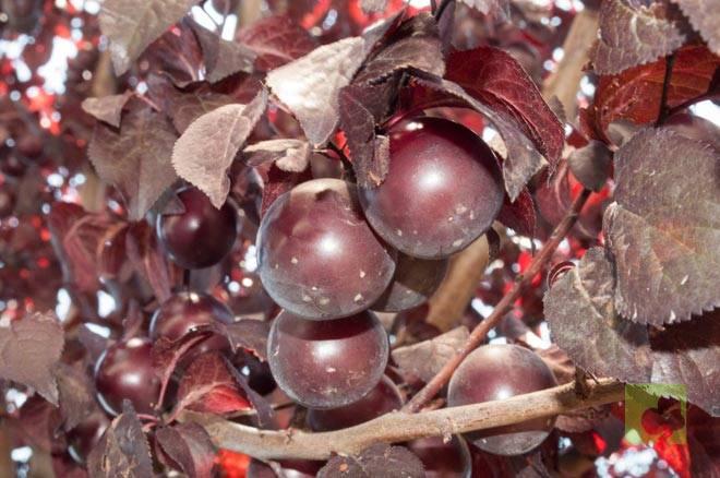 Prunus-pisardi-ciruelas