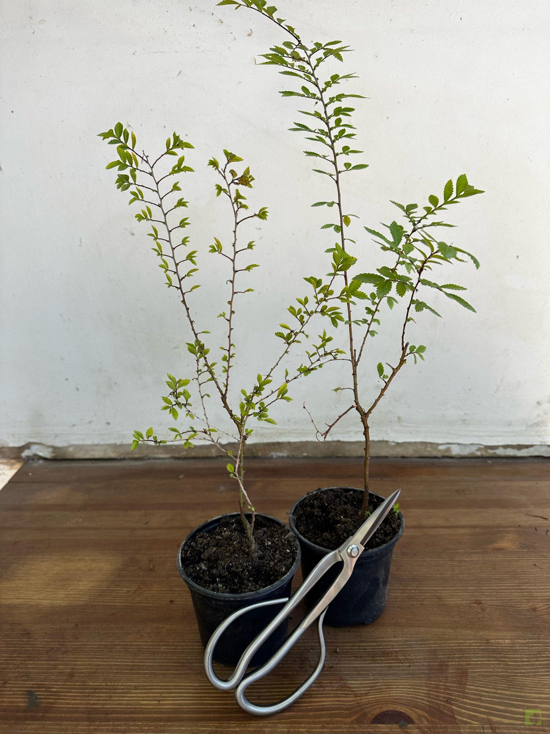 Processed with MOLDIV