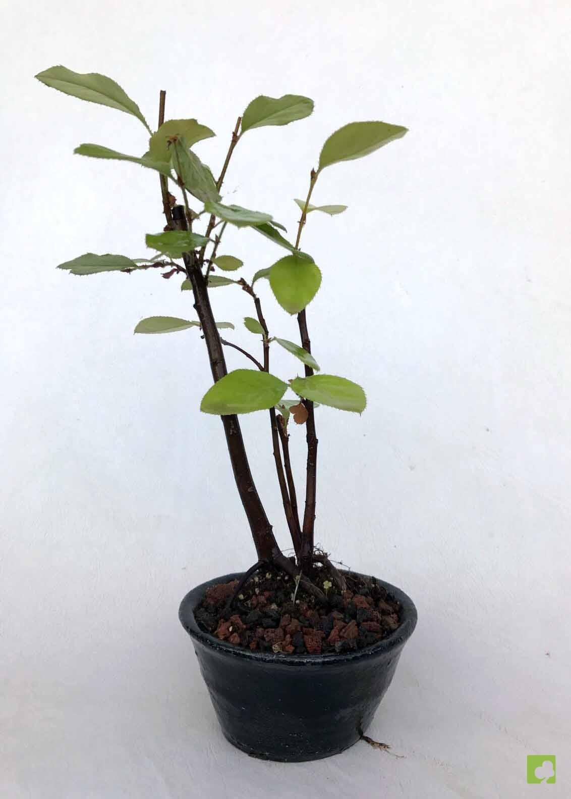 BOSQUE PSEUDOCYDONIA SINESIS BOSQUE PSEUDOCYDONIA SINESIS