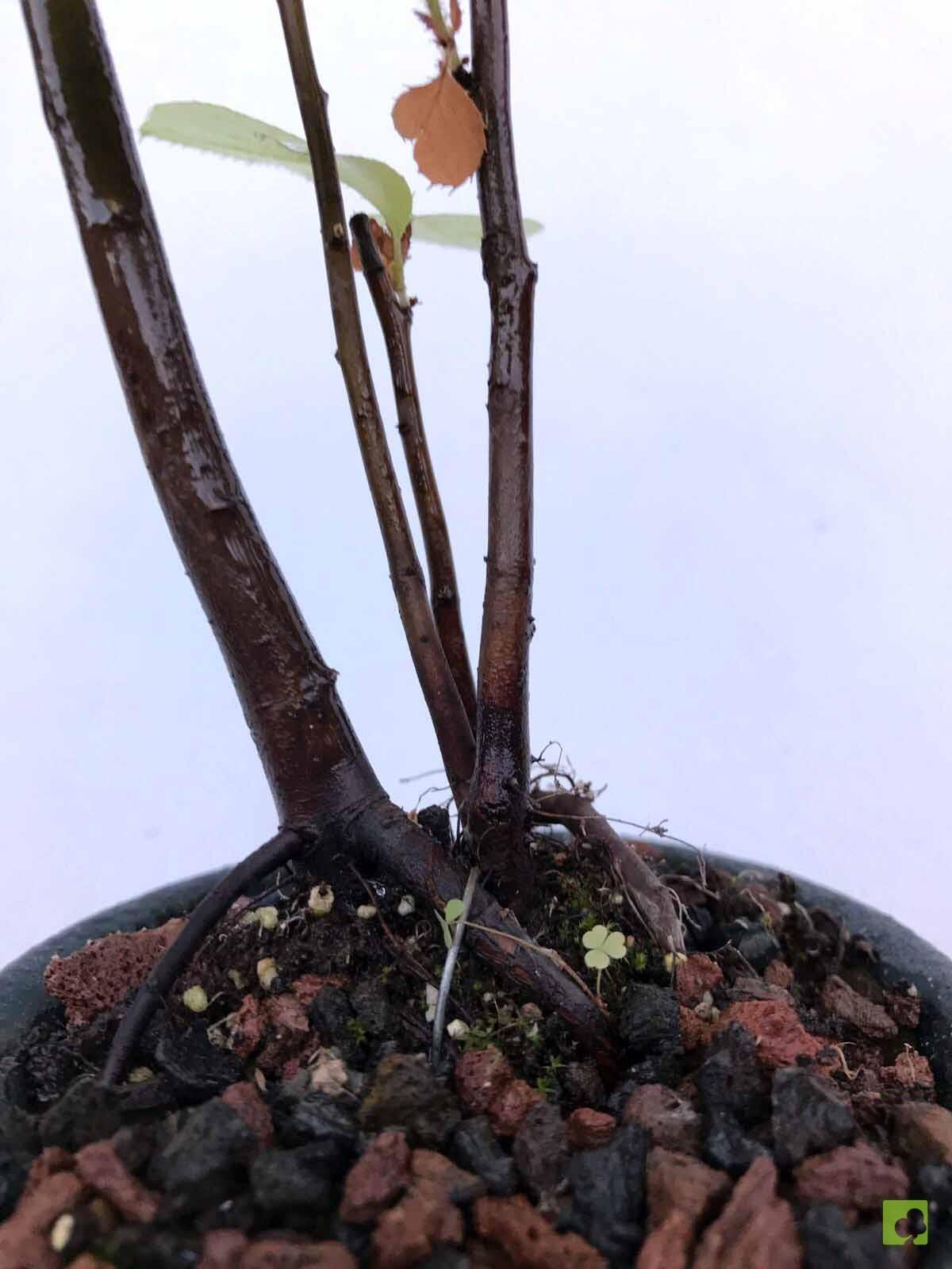 BOSQUE PSEUDOCYDONIA SINESIS BOSQUE PSEUDOCYDONIA SINESIS