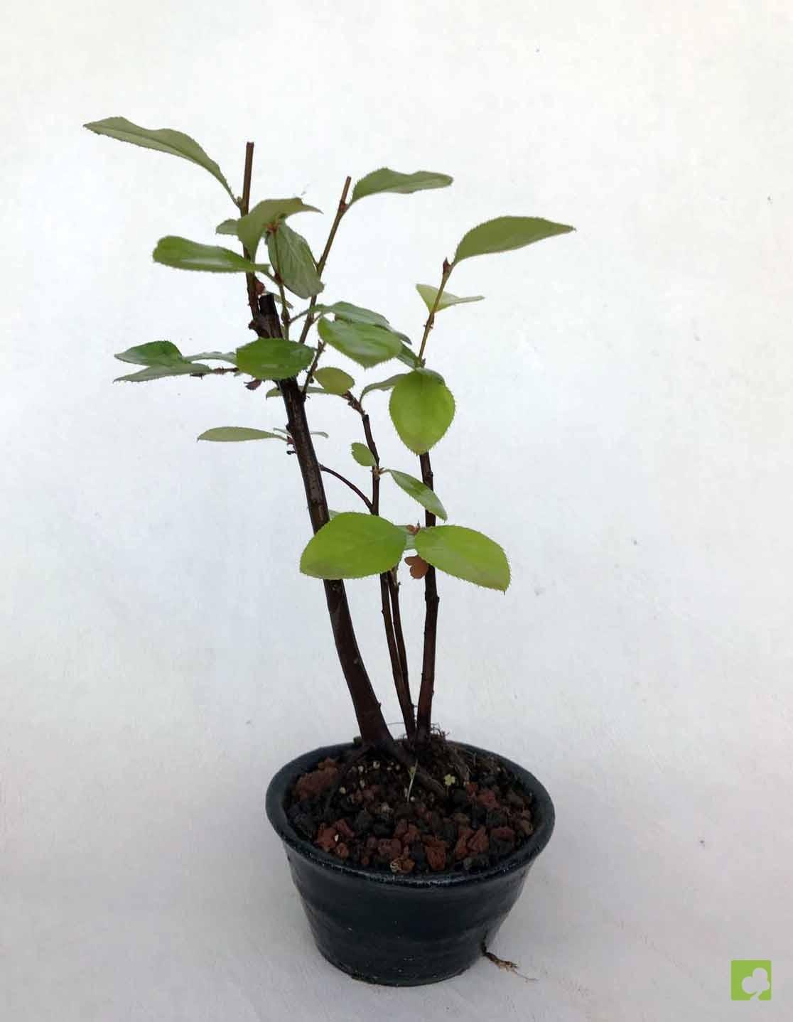 BOSQUE PSEUDOCYDONIA SINESIS BOSQUE PSEUDOCYDONIA SINESIS