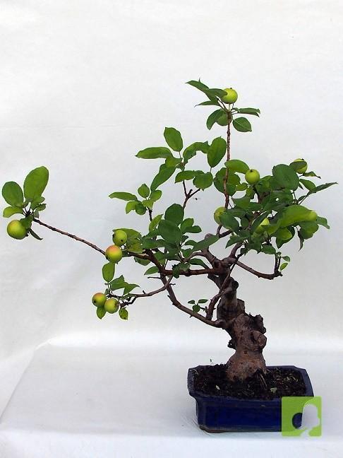 BONSAI MANZANO BONSAI MANZANO