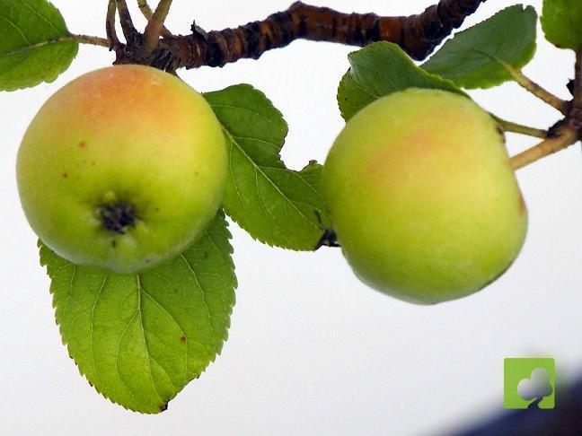 BONSAI MANZANO BONSAI MANZANO