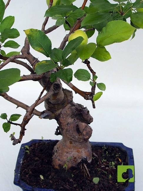 BONSAI MANZANO BONSAI MANZANO