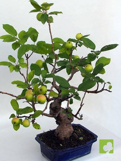 BONSAI MANZANO BONSAI MANZANO