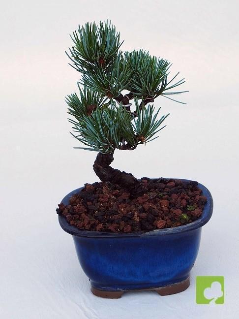 BONSAI PINO PENTHAPHYLLA BONSAI PINO PENTHAPHYLLA