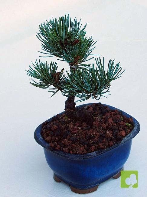 BONSAI PINO PENTHAPHYLLA BONSAI PINO PENTHAPHYLLA