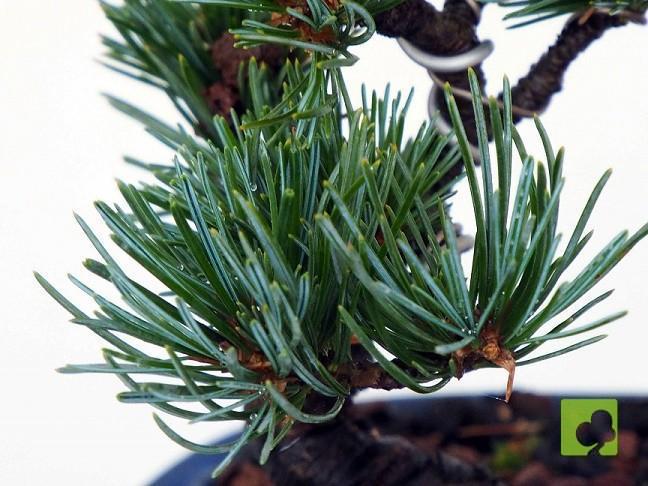 BONSAI PINO PENTHAPHYLLA BONSAI PINO PENTHAPHYLLA