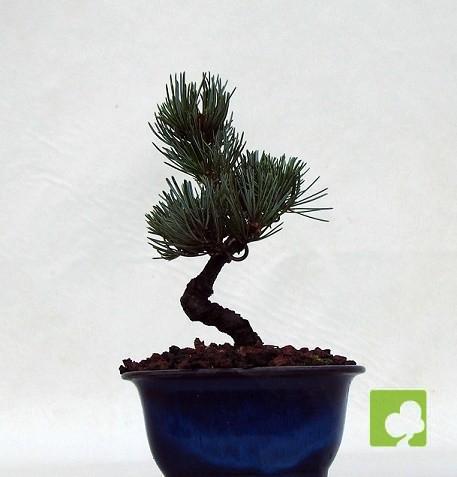 BONSAI PINO PENTHAPHYLLA BONSAI PINO PENTHAPHYLLA