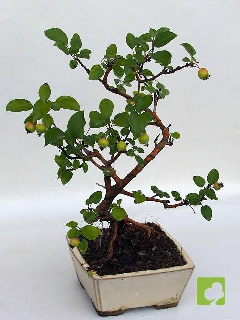 BONSAI MALUS SIEBOLDII BONSAI MALUS SIEBOLDII