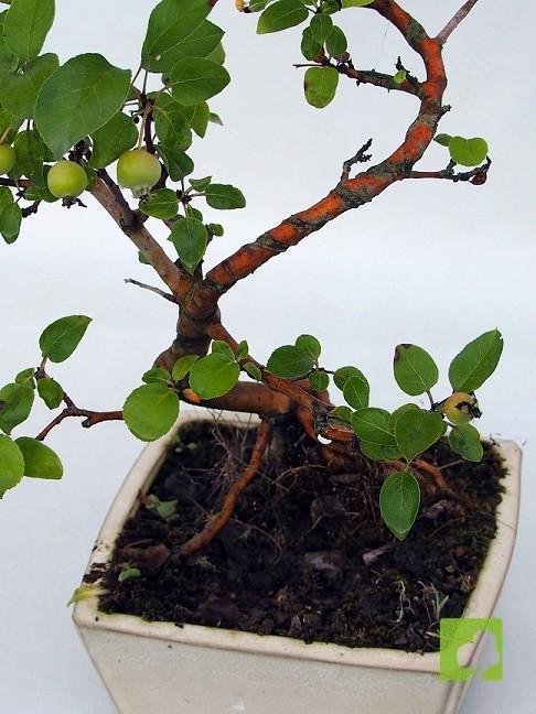 BONSAI MALUS SIEBOLDII BONSAI MALUS SIEBOLDII