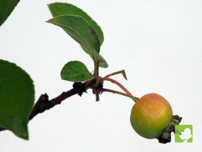 BONSAI MALUS SIEBOLDII BONSAI MALUS SIEBOLDII