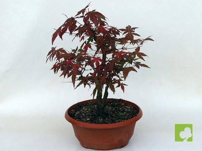 PREBONSAI ACER DESHOJO PREBONSAI ACER DESHOJO