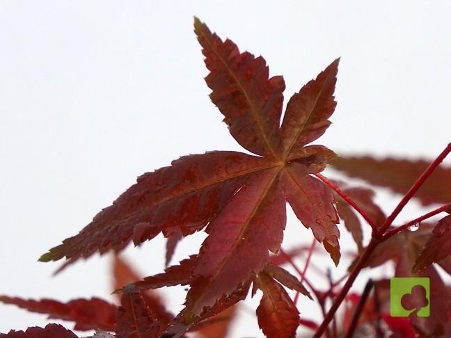 PREBONSAI ACER DESHOJO PREBONSAI ACER DESHOJO