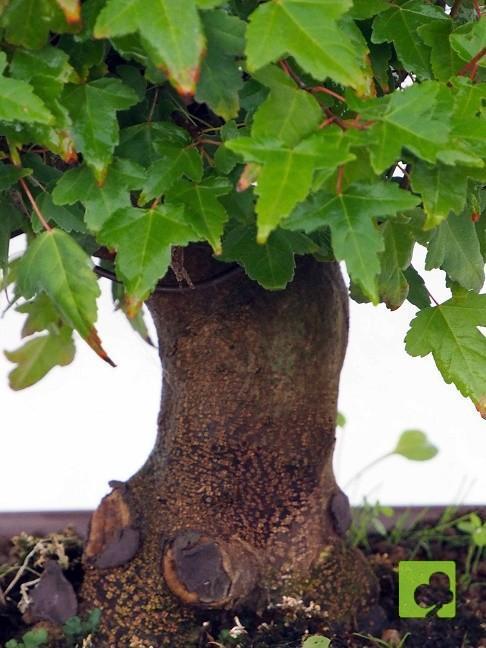 BONSAI ACER BURGERIANO BONSAI ACER BURGERIANO