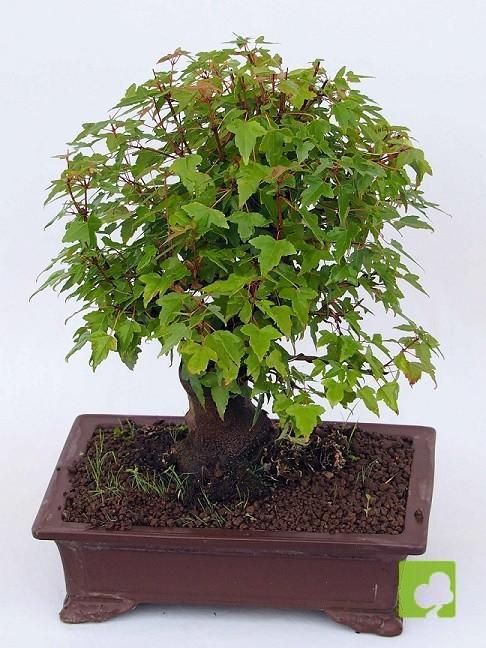 BONSAI ACER BURGERIANO BONSAI ACER BURGERIANO