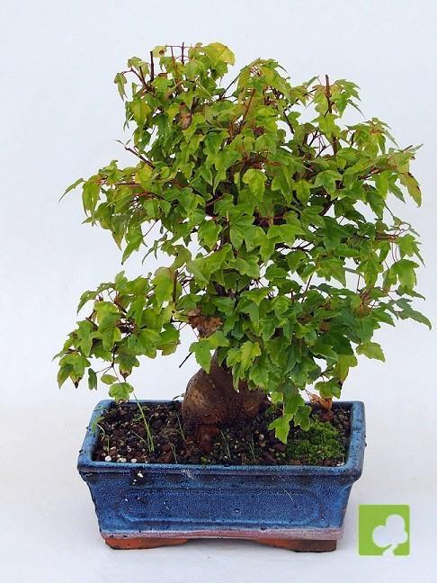 BONSAI ACER BURGERIANO BONSAI ACER BURGERIANO