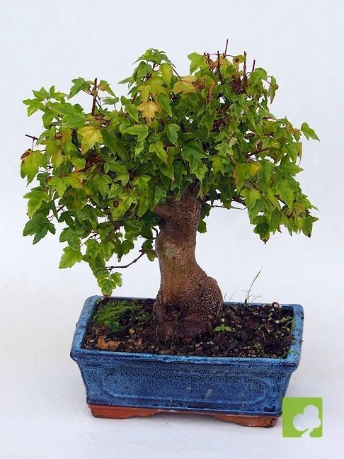 BONSAI ACER BURGERIANO BONSAI ACER BURGERIANO