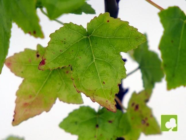 PLANTÓN LIQUIDAMBAR (2AÑOS) PLANTÓN LIQUIDAMBAR (2AÑOS)