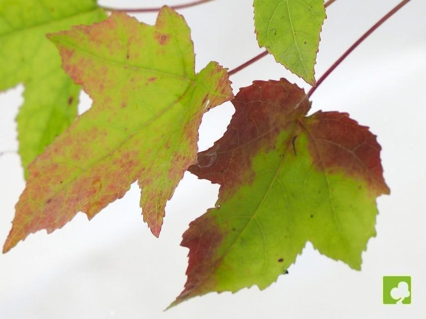 PLANTÓN LIQUIDAMBAR (3AÑOS) PLANTÓN LIQUIDAMBAR (3AÑOS)