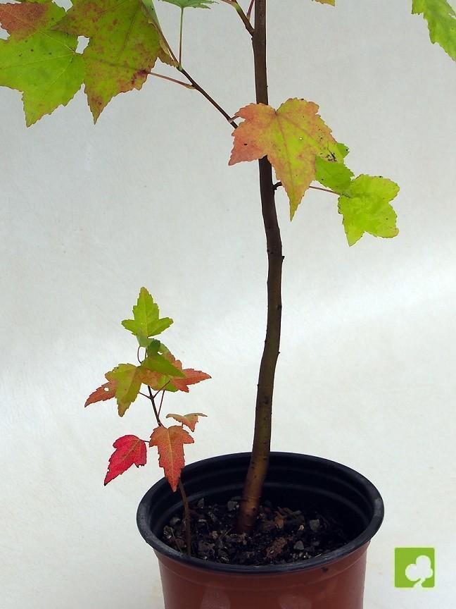 PLANTÓN LIQUIDAMBAR (4 AÑOS) PLANTÓN LIQUIDAMBAR (4 AÑOS)