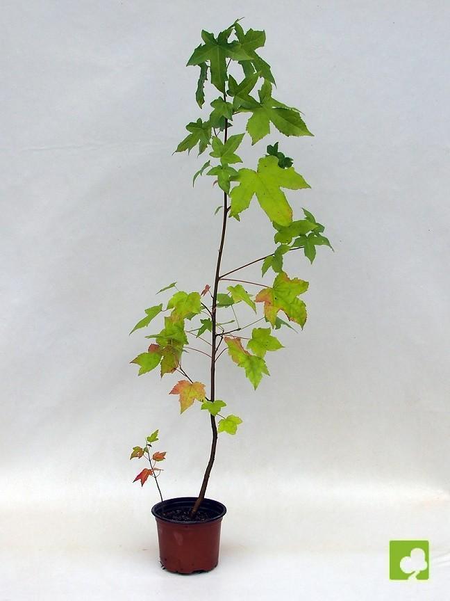 PLANTÓN LIQUIDAMBAR (4 AÑOS) PLANTÓN LIQUIDAMBAR (4 AÑOS)