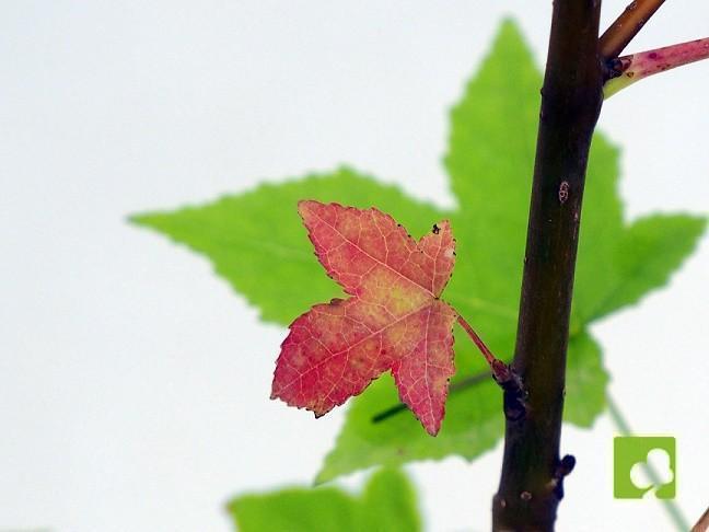 PLANTÓN LIQUIDAMBAR (4 AÑOS) PLANTÓN LIQUIDAMBAR (4 AÑOS)