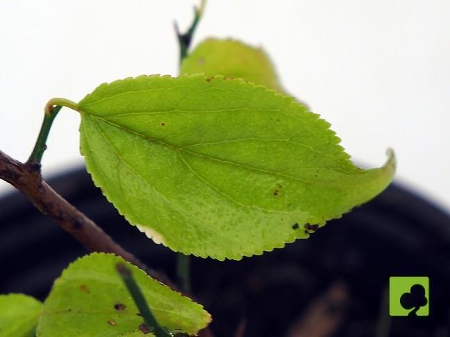 PLANTÓN PRUNUS NUME de Flor Blanca (3 AÑOS) PLANTÓN PRUNUS NUME de Flor Blanca (3 AÑOS)