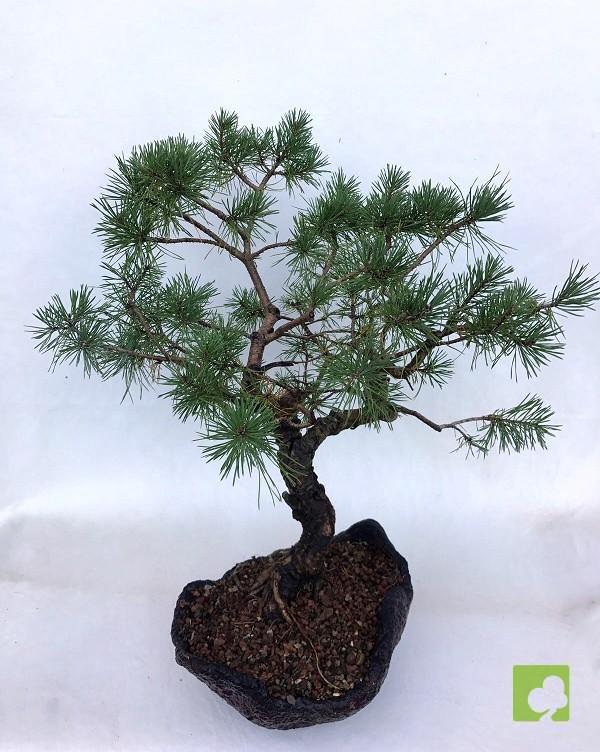 BONSAI PINO SILVESTRE BONSAI PINO SILVESTRE