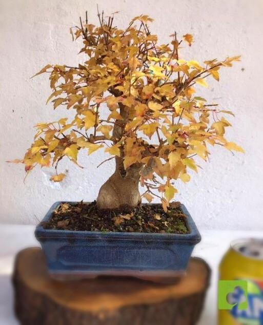 BONSAI ACER BURGERIANO BONSAI ACER BURGERIANO