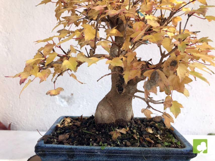 BONSAI ACER BURGERIANO BONSAI ACER BURGERIANO