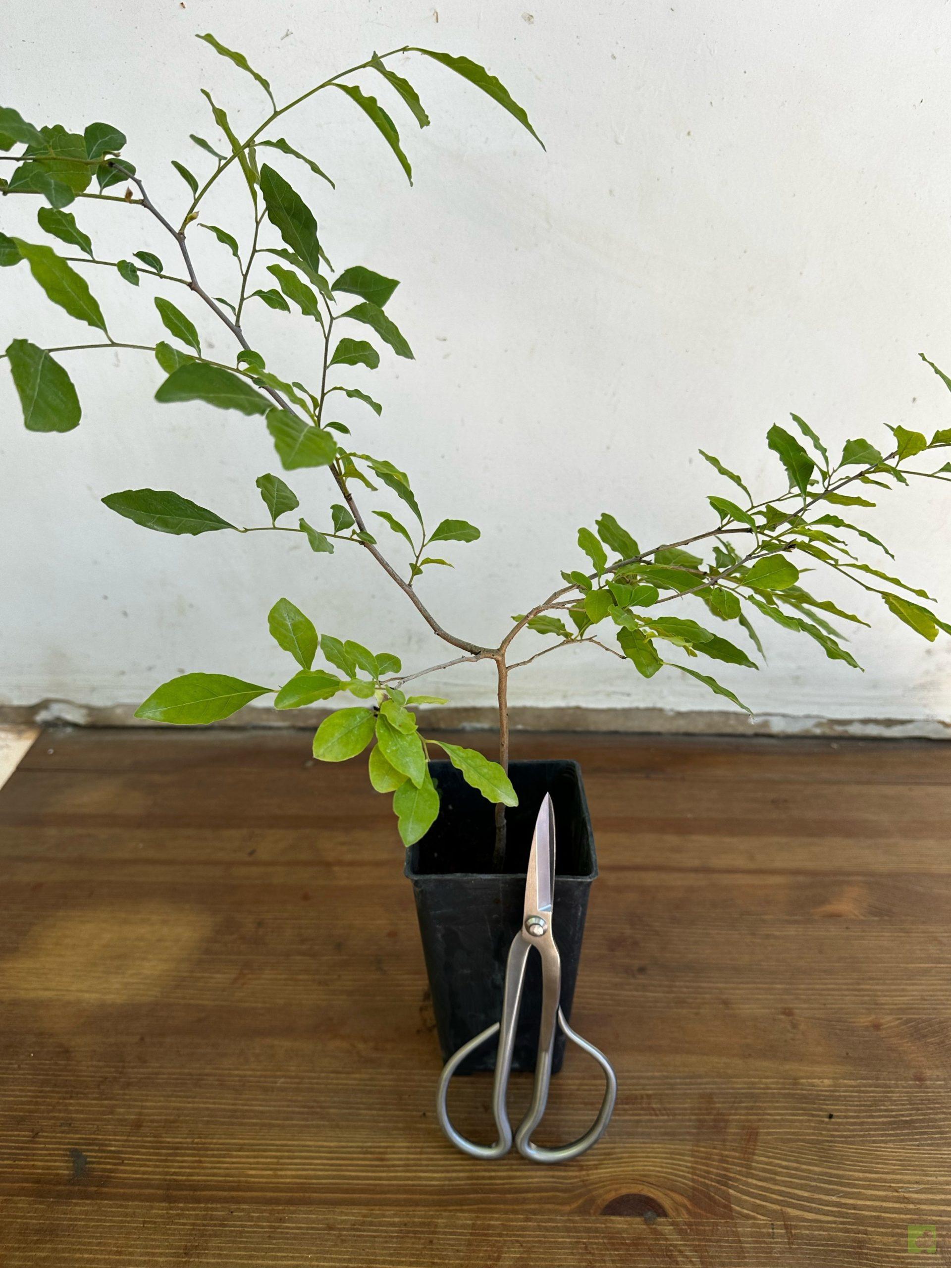 Processed with MOLDIV