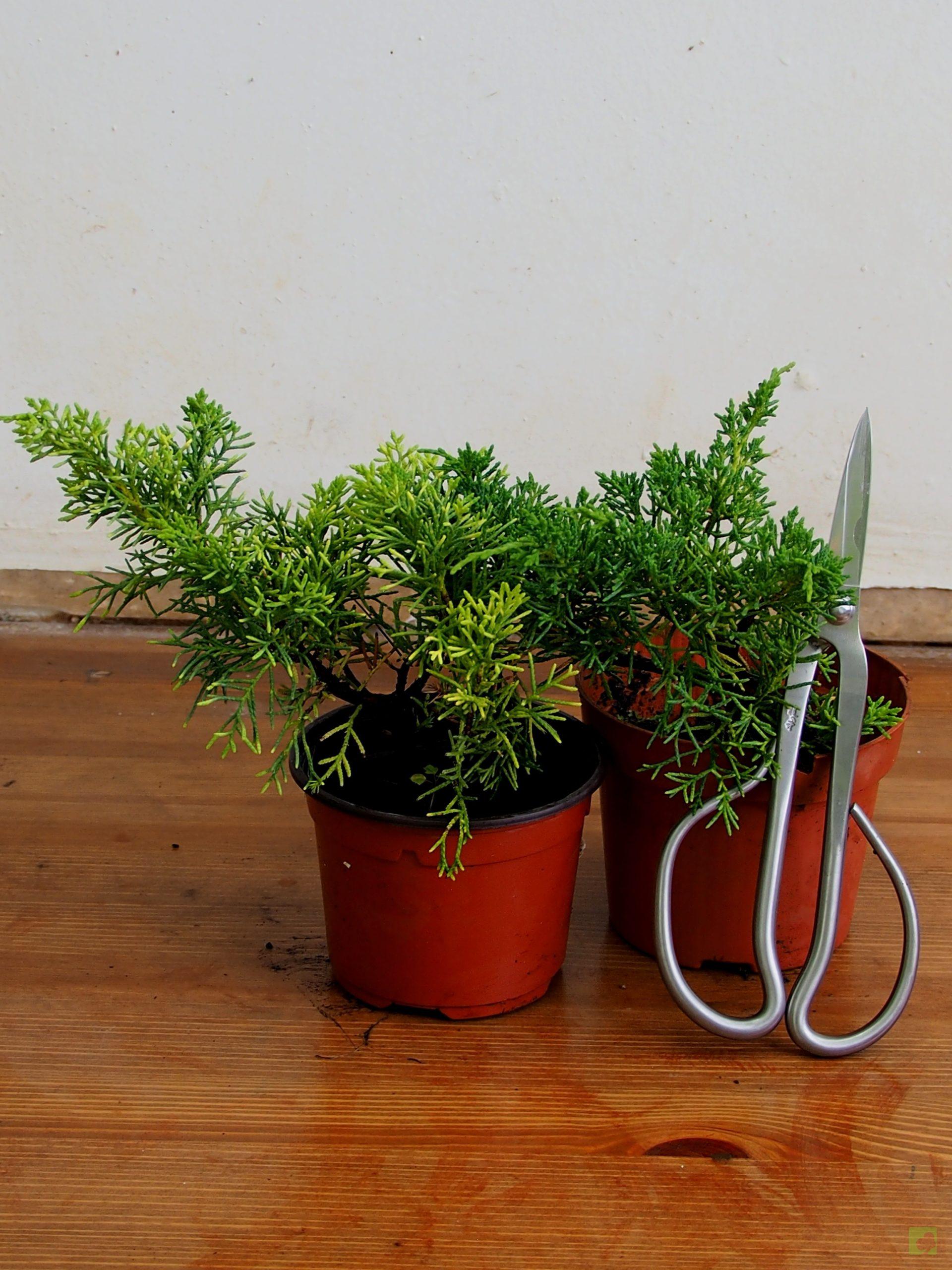 Processed with MOLDIV