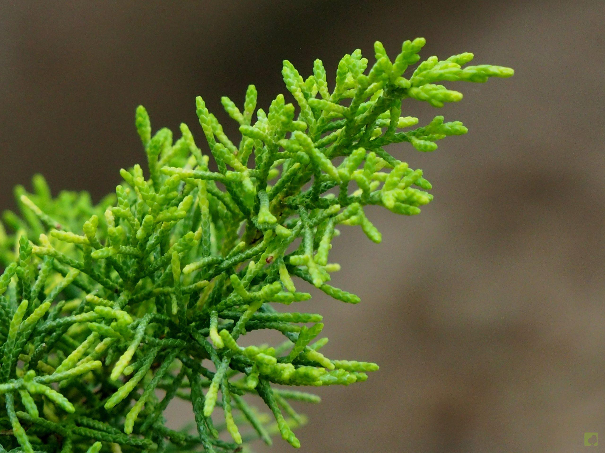 Processed with MOLDIV